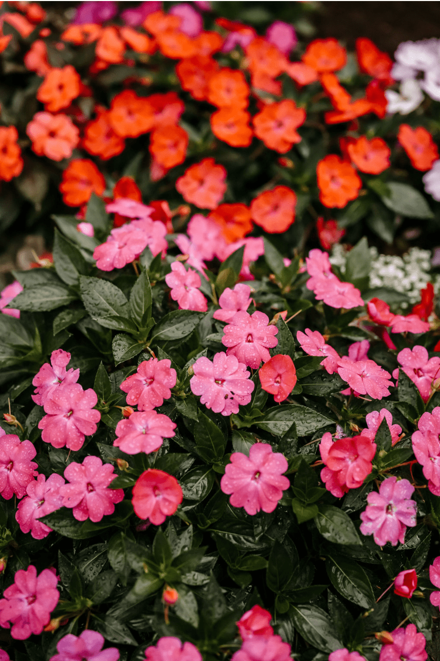 Closeup of flowers in the garden.